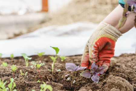 Gardener. Planting of basil in organic garden, purple basil and shovel in female hands. Gardening in springtime.の写真素材
