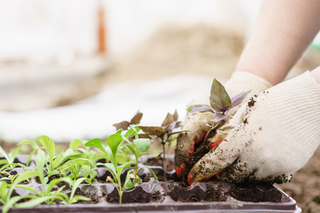 Hands holding beautiful purple basil plants with ground and roots.の写真素材