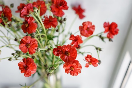 beautiful buttercups Bush flowers in a vase on a table . Bouquet of red flower. Decoration of home....