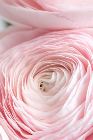 many layered petals. Persian buttercup. Bunch pale pink ranunculus flowers light background. Wallpaper, Horizontal photoの写真素材
