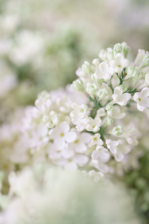 Close-up white lilac in glass vase on wooden table. Lots of buds. Floral natural backdrop. Flower shop conceptの写真素材