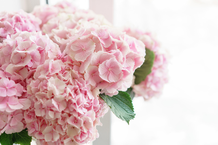 beautiful hydrangea flowers in a vase on a table . Bouquet of light blue, lilac and pink flower. Decoration of home. Wallpaper and background.の写真素材