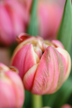 Close-up tulips. Multi color pink flower bud with many petals. Floral background photo. Lovely flowers in glass vase. Beautiful spring bouquet. Floral composition, daylight. Wallpaperの写真素材