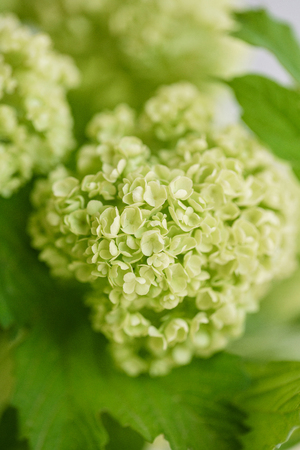 Viburnum branch with green buds in glass vase. Love Vintage background with flowers. Wallpapers for...