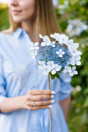 Hydrangea gardening. Portrait of young beautiful woman in long blue dress in magic blooming park in...