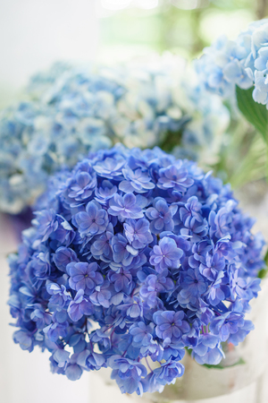 beautiful hydrangea flowers in a vase on a table . Bouquet of light blue. Decoration of home. Wallpaper and background. Vertical photoの写真素材