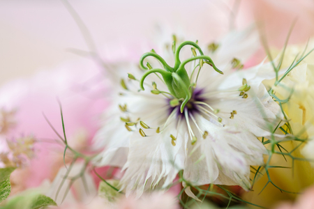 Flower background. beautiful spring bouquet. Color light pink. The concept of a flower shop, a small family businessの写真素材