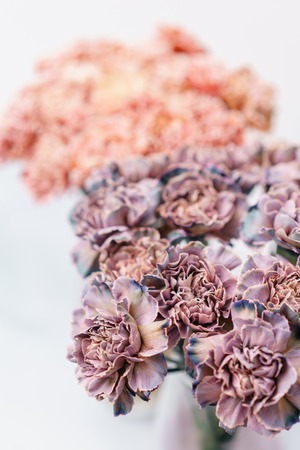 Bouquet of carnation flowers unusual color. Spring background. Clove bunch present for Mothers Day.の写真素材