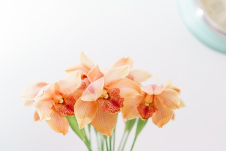 Beautiful light orange blossoms of dendrobium orchids. Pretty exotic Japanese garden flowers, tropical orchids in full bloom.の写真素材