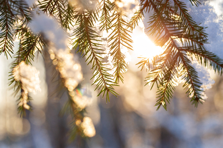 Close-up of fir branches with flakes of snow, with the dawn sun on the background. Christmas frosty morning. Winter landscape, Tranquil nature in sunlight in parkの写真素材