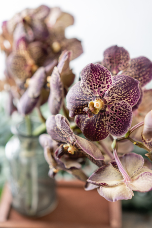 Japanese Wanda Orchid, dark purple. Bunch unusual in glass vase. Bouquet flowers on light and green...
