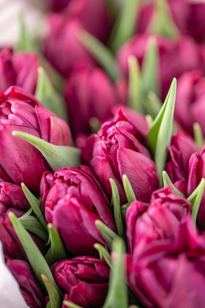 Bouquets of violet tulips. Spring flowers from Dutch gardener. Concept of a florist in a flower shop. Wallpaper.の写真素材