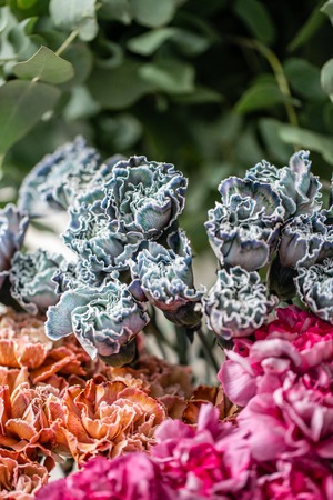 carnation flowers of different varieties and colors. Bunch pastel color. the concept of a florist in a flower shop. Wallpaper.の写真素材