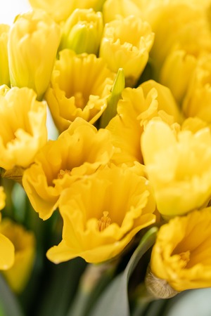 Bouquets of yellow daffodils. Spring flowers from Dutch gardener. Concept of a florist in a flower shop. Wallpaper.の写真素材