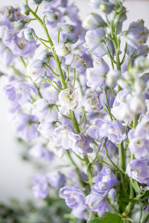 close up of lilac buds. Beautiful blue and lilac delphinium flower in vase on white background. Nature conceptの写真素材