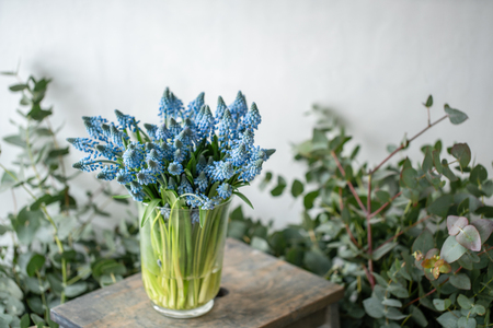 Bouquet of blue muscari flowers in glass vase on wooden table. Spring bulbous flowers. Flower shop conceptの写真素材