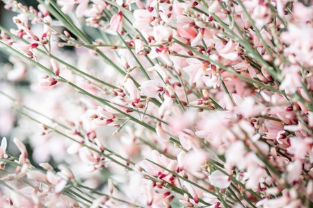 Close up Bouquet in a glass vase of light pink genista cytisus flowers. Pastel color. Spring flowering plant branches. flower shopの写真素材
