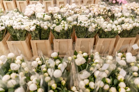 Warehouse refrigerator, Wholesale flowers for flower shops. White peonies in a plastic container or bucket. Online store. Floral shop and delivery concept.の写真素材