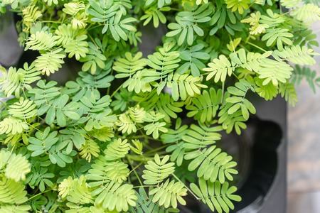 Shameplant plants, Mimosa pudica. Stylish green plant in ceramic pots on wooden vintage stand on background of gray wall. Modern room decor. sansevieria plantsの写真素材