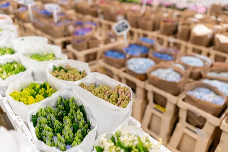 Warehouse refrigerator, Wholesale flowers for flower shops. Hyacinths in a plastic container or bucket. Online store. Floral shop and delivery concept.の写真素材