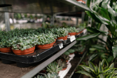 Garden center and wholesale supplier concept. Many different cacti in flower pots in flowers store on the shelves of trolley. Lot of potted small cactus and succulent plants sale.の写真素材