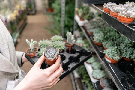 Garden center and wholesale supplier concept. Selective focus on succulents in pots in the hands of woman. Buying plants for home. Cheerful female holding out potted succulents to the camera.の写真素材