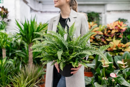 A young woman holding a Nephrolepis plants, fern, chooses a plant for the house. Many different plants in flower pots in flowers store. Garden center and wholesale supplier concept.の写真素材