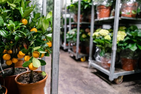 Many different plants in flower pots in flowers store. Garden center and wholesale supplier concept....