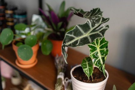 Alocasia plants. Stylish green plant in ceramic pots on wooden stand on background of gray wall. Modern room decor. sansevieria plantsの写真素材