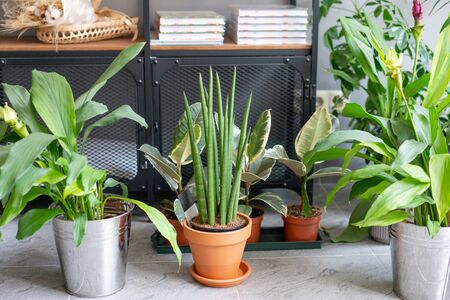 Sansevieria plants. Stylish green plant in ceramic pots. Many different plants in flower pots in flowers store. Garden shopの写真素材