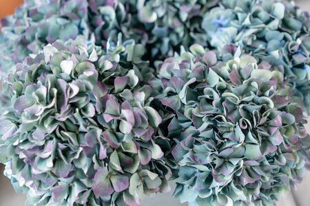 Bouquet of purple and green flower. Beautiful hydrangea flowers in a vase on a table. Decoration of...