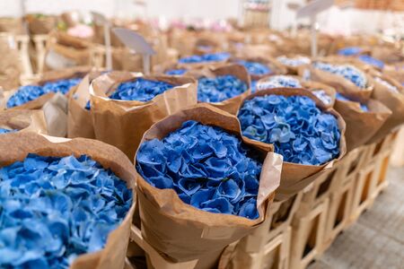 Warehouse refrigerator, Wholesale flowers for flower shops. Blue hydrangea in a plastic container or bucket. Online store. Floral shop and delivery concept.の写真素材