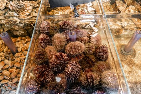 Oysters, sea urchin and mussels for sale in a water aquariums at the street market in France. Seafood concept.の写真素材