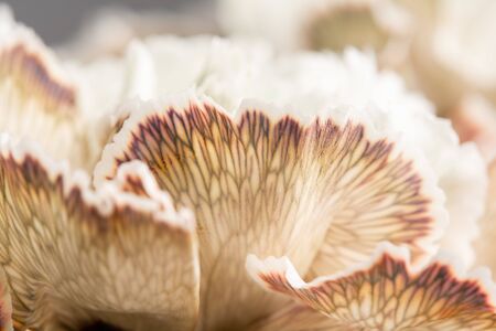 Close up petal of beige dyed Carnation, flower background. Dianthus caryophyllus. Spring flower...