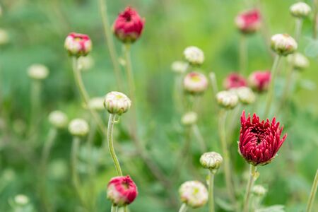 Red chrysanthemum closeup on blurred green background. Fresh flowers have not yet been cut. Flower farmの写真素材