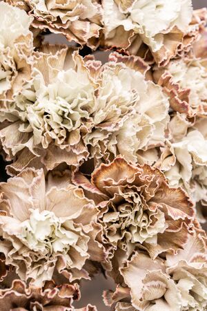 Petal of beige dyed Carnation, flower background. Dianthus caryophyllus. Spring flower patternの写真素材