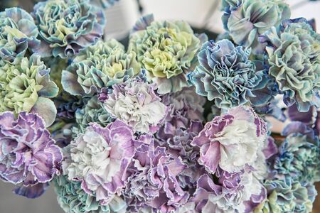 Petals of blue, purple and lilac Carnation, flower background. Unusual flowers dianthus . Spring flower pattern.の写真素材