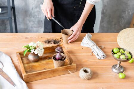 Closeup hands of Woman gardener transplanting bulbous plants, hyacinths in cement pots on the wooden...