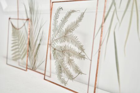 Picture of real plants between the glasses. Natural decorative elements for home decoration:...