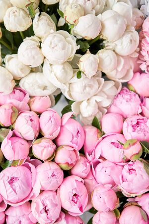 Floral carpet or Wallpaper. Background of pink and white peonies. Morning light in the room....
