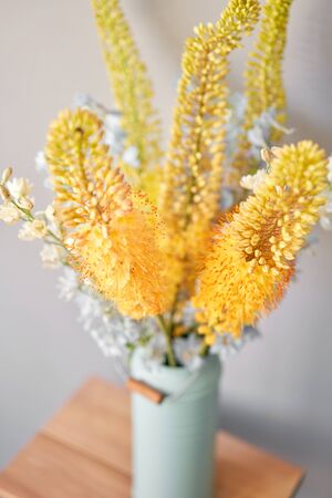 Eremurus flowering ornamental plant, beautiful yellow orange foxtail lily flowers in bloom, Desert Candle flower. Floristry concept. Spring colorsの写真素材