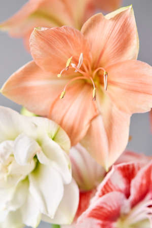 Flowers in big glass vase. Beautiful Blossoms of Amaryllis flower. Wild flowers - Hippeastrum. Vintage backgroundの写真素材