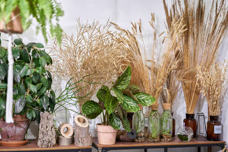 Many different plants in flower pots in flowers store. Garden center and wholesale supplier concept. Green background. Lots of leaves.の写真素材