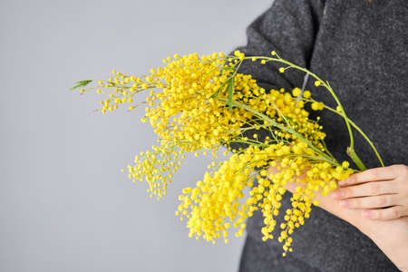 Beautiful sprigs of mimosa and genista in in womens hands. Yellow sunny flowers on white table near the window. Delivery fresh cut flower. European floral shop.の写真素材