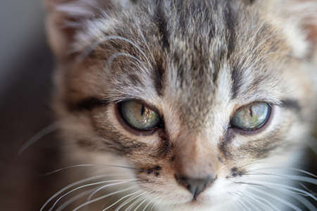 A young cat sits on a window sill by the window and looks out into the streetの写真素材