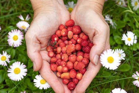 Female hands with strawberries, strawberries on a background of green grass with white daisiesの写真素材