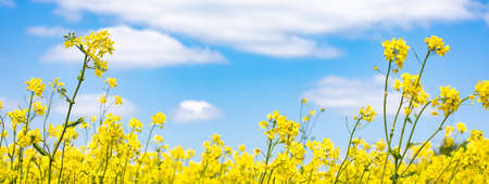 Golden yellow fields of flowers on a summer sunny day