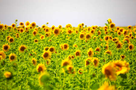 yellow bright flowers of sunflower on a large fieldの写真素材