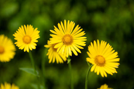 Bright yellow flower close up