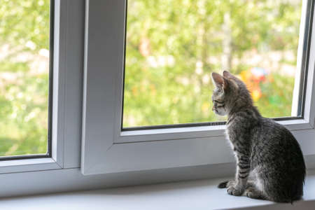 A young cat sits on a window sill by the window and looks out into the streetの写真素材